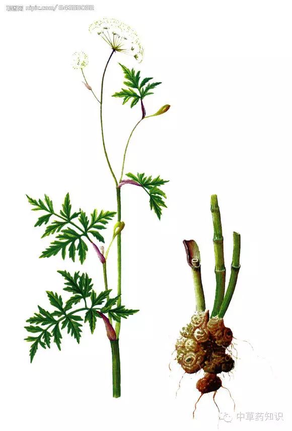 Chuanxiong (Ligusticum chuanxiong) - A Comprehensive Overview