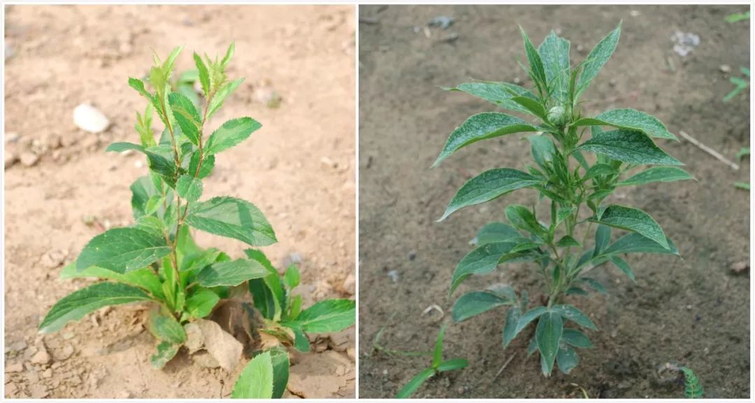 A Comprehensive Guide to Atractylodes (Cang Zhu)