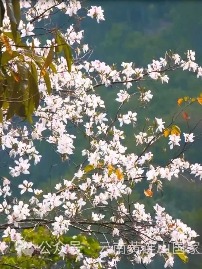 Yunnan Huanglian Mountain: Sowing Hope on Arbor Day