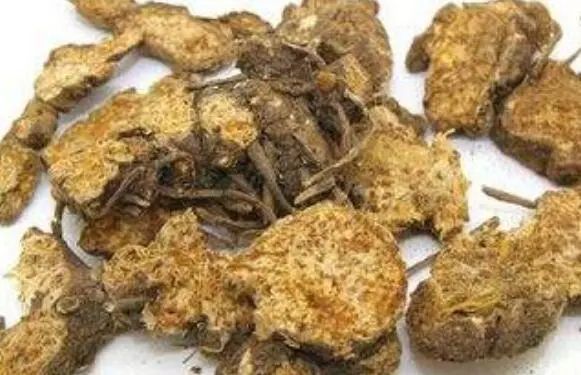 The Medicinal Properties of Cang Zhu (Atractylodes)