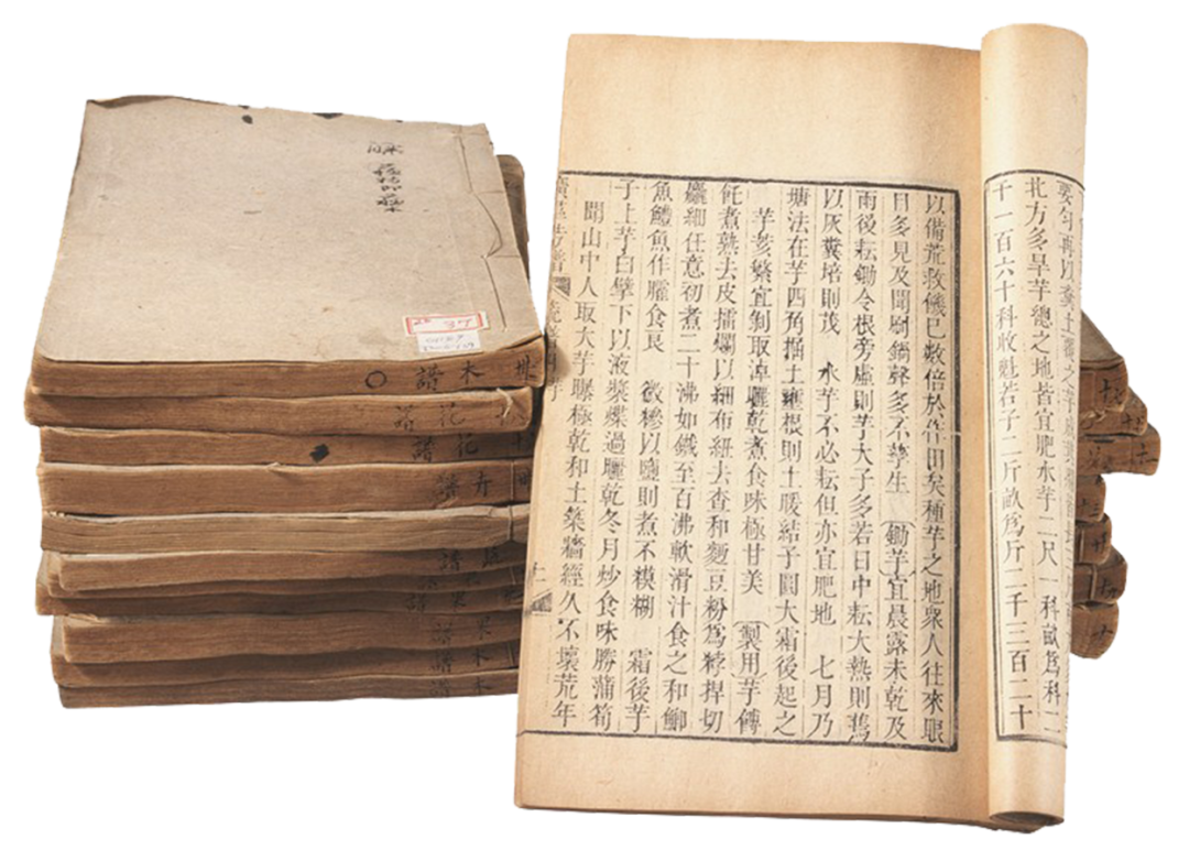 A Single Tonic Herb - Dang Shen (Codonopsis pilosula)