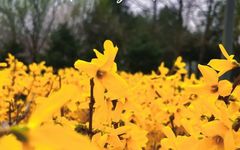 The Medicinal Value and Cultural Significance of Lianqiao (Forsythia suspensa)