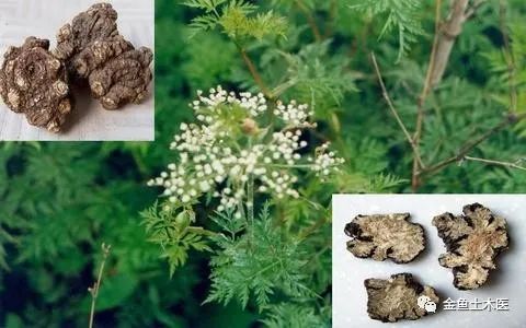 Daily Herb: Chuan Xiong (Ligusticum Chuanxiong)