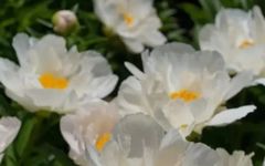 Understanding Bai Shao (White Peony) in Traditional Chinese Medicine