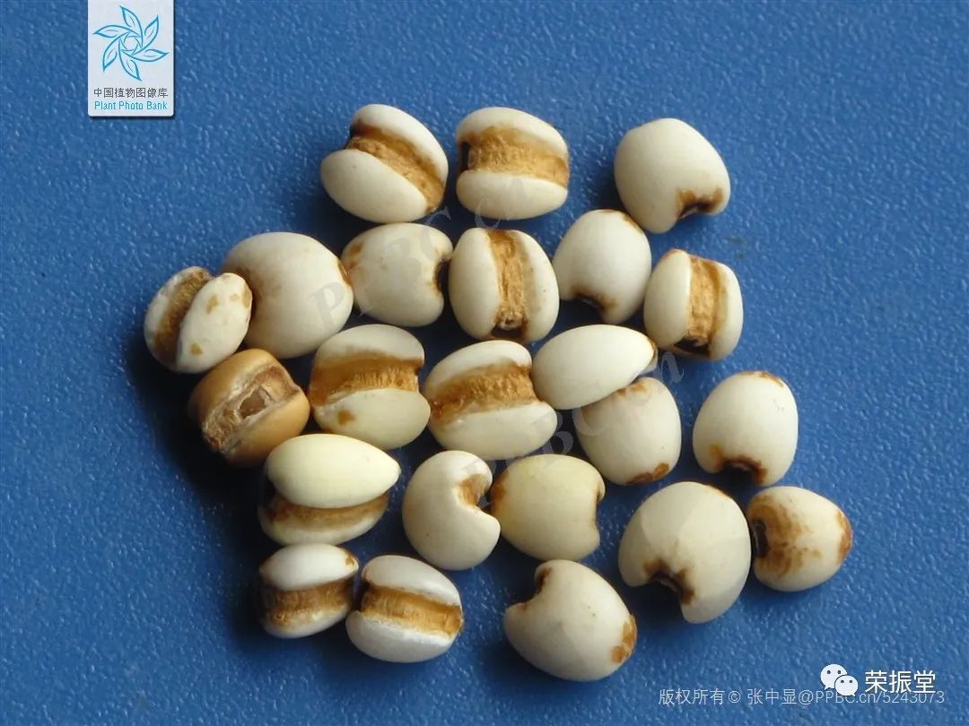 A Detailed Discussion on Coix Seed (Yi Yi Ren)