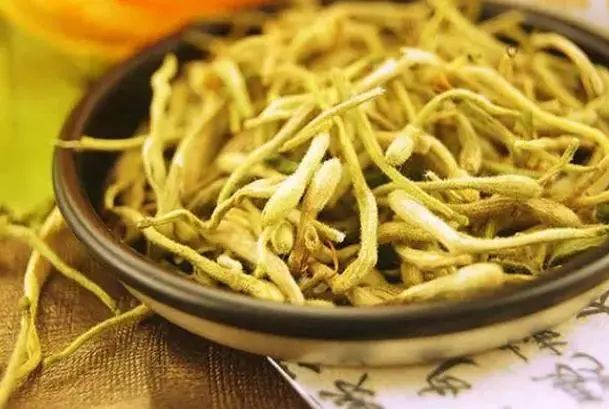 Honeysuckle: A Treasure for Health, Helping You Solve 5 Problems