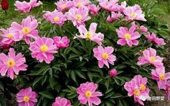The Efficacy and Uses of Bai Shao (White Peony) - Consumption Methods and Contraindications