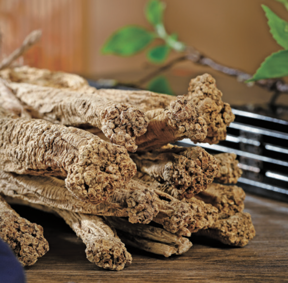 Exploring the Medicinal Qualities of Dang Shen (Codonopsis pilosula)