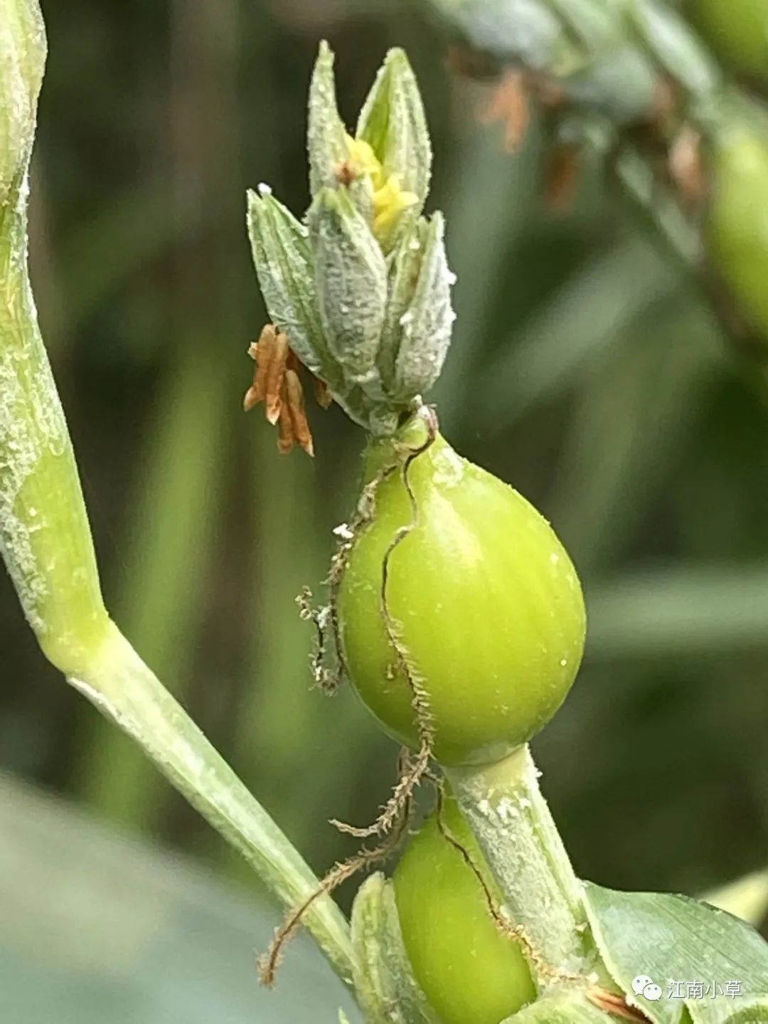 Analysis of Coix Seed (Yi Yi Ren) and Its Root in Traditional Chinese Medicine