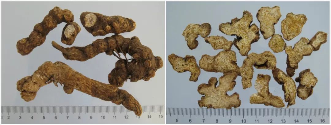 A Comprehensive Guide to Atractylodes (Cang Zhu)