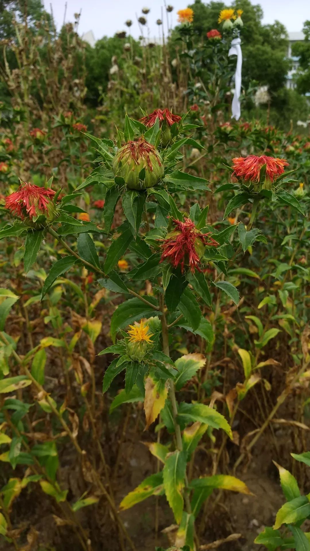 Safflower: A Healthy Nutritional Oil