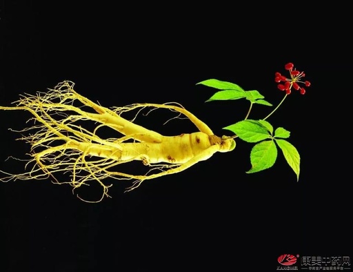 The Application of Ginseng in External Pathogenic Diseases