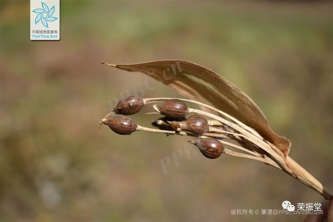 A Detailed Discussion on Coix Seed (Yi Yi Ren)