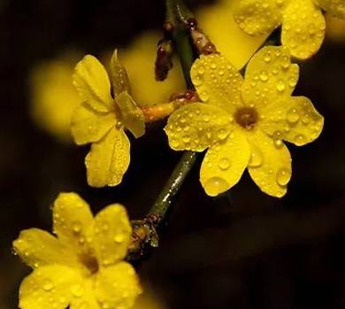 What is Lian Qiao and What are its Effects and Functions?