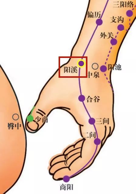 Acupoint Knowledge | Twelve Meridians: Hand Yangming Large Intestine Meridian and Hegu Point