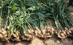 Teacher Xing Discusses Dried Ginger and Fresh Ginger (In-Depth Reading)