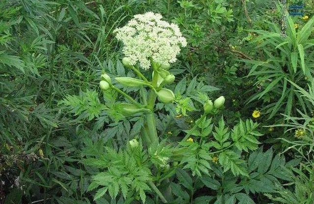 The Efficacy and Functions of Angelica Sinensis