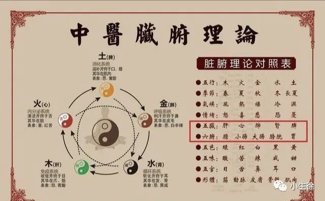 The Six Fu Organs: Gallbladder, Stomach, Small Intestine, Large Intestine, Bladder, and San Jiao