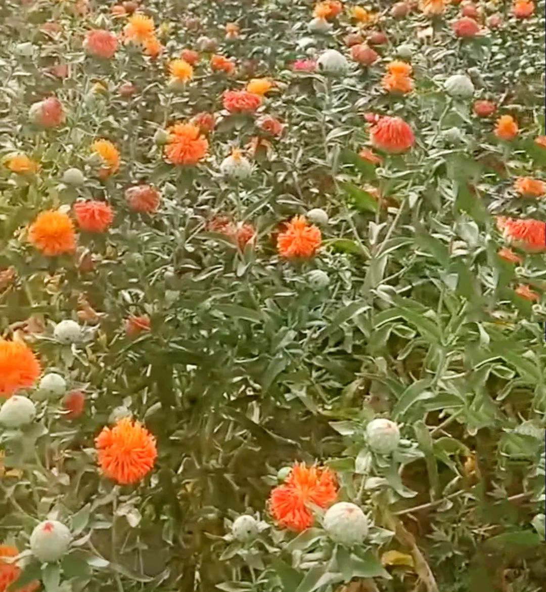 How to Cultivate Safflower (Carthamus tinctorius)?