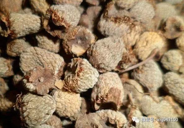 4 Signs of Kidney Yang Deficiency and an Ancient TCM Formula for Kidney Health