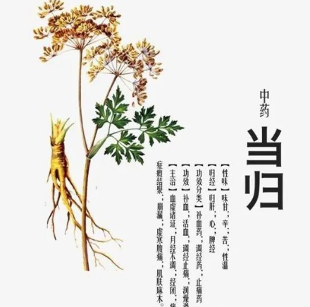 Daily Learning of a Chinese Herb: Angelica Sinensis