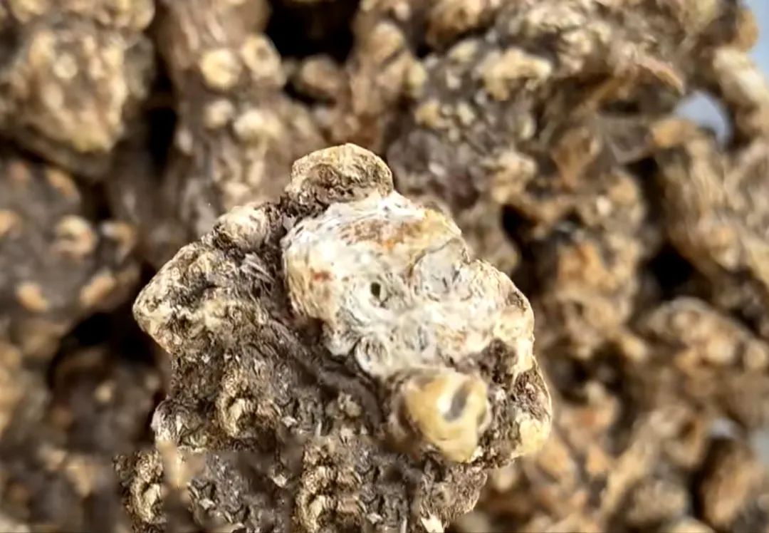 How to Consume Cang Zhu (Atractylodes)