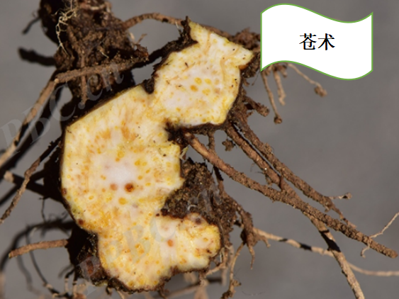 The Sacred Herb for Strengthening the Spleen: Cang Zhu