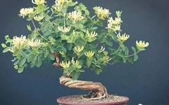 Introduction to the Propagation Methods and Daily Management of Honeysuckle