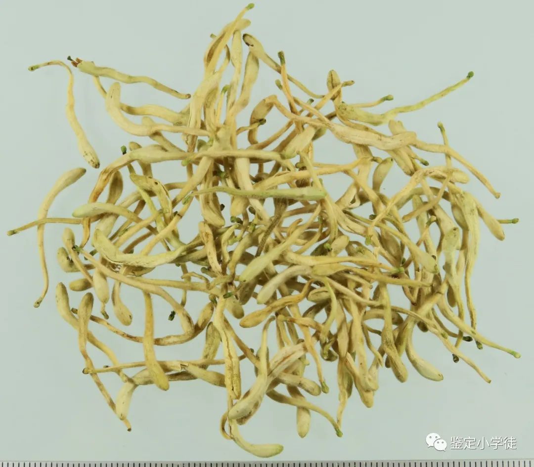 Daily Herb: Honeysuckle (Jin Yin Hua)