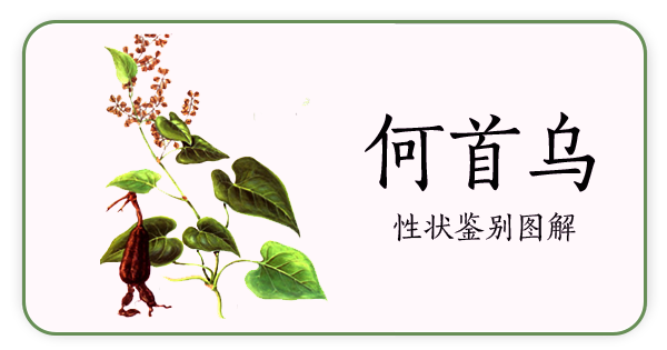 Angelica Sinensis | The Sacred Herb of Blood Restoration