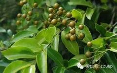 The 16 Medicinal Herbs Mentioned in Jay Chou's "Compendium of Materia Medica"