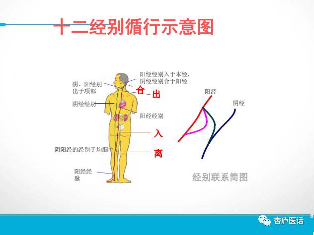 Discussing the Theory of Meridians in Traditional Chinese Medicine - Collaterals, Tendons, and Skin Areas