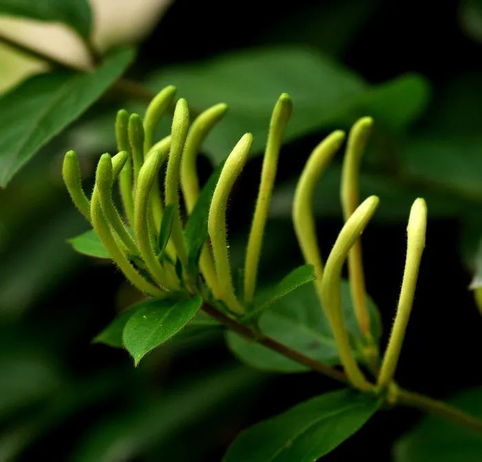 The Efficacy and Functions of Honeysuckle: What Should Not Be Eaten Together with Honeysuckle