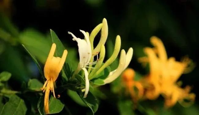 The Efficacy and Functions of Honeysuckle: What Are Its Uses?