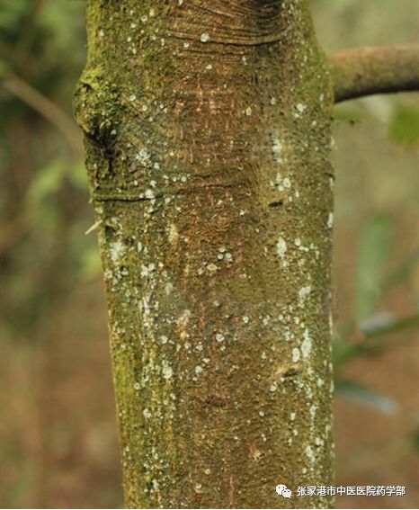 Cinnamon: A Comprehensive Overview of Its Properties and Uses in Traditional Chinese Medicine