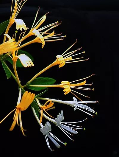 Essential Knowledge of Chinese Medicine: Honeysuckle