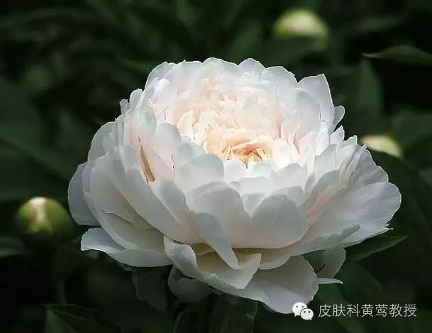 Bai Shao (White Peony) and Its Clinical Applications