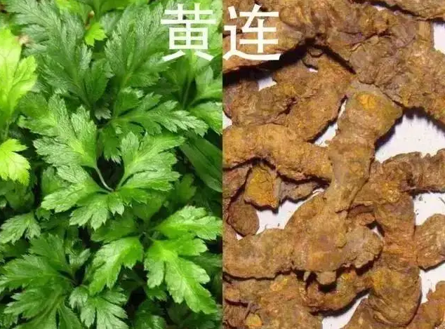 Huang Lian: A Bitter and Cold Herb with Remarkable Medicinal Value