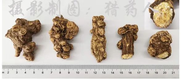 Understanding Traditional Chinese Medicine: Cang Zhu (Atractylodes)