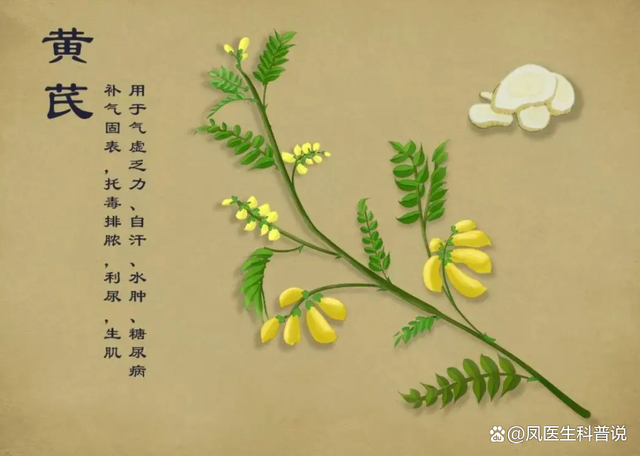 What Are the Benefits of Astragalus? Long-Term Consumption of Astragalus Water and Its Advantages