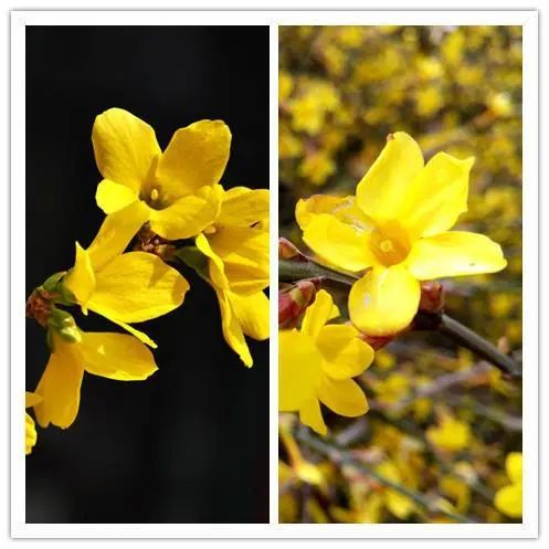 The Efficacy and Functions of Lianqiao (Forsythia)