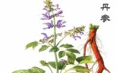 Understanding Danshen (Salvia miltiorrhiza) in Traditional Chinese Medicine