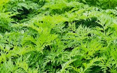 Chongzhou Local Medicinal Materials: A Focus on Chuanxiong (Rhizoma Chuanxiong)