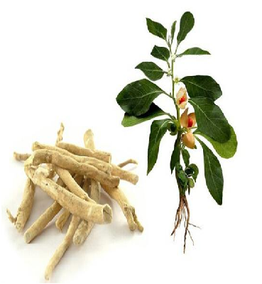 Understanding a Chinese Herbal Medicine Each Day: Ginseng