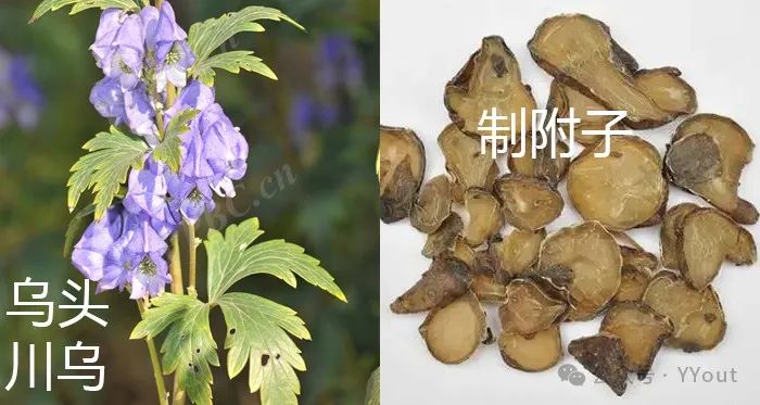 Secret Recipe for Treating Colitis by Renowned Physician Tang Chengzu: Fu Zheng Qu Xie Decoction