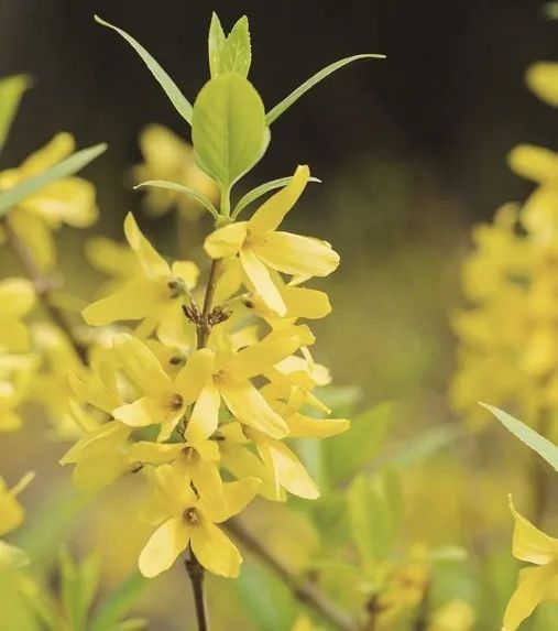 Understanding Forsythia: The Golden Flower of Spring