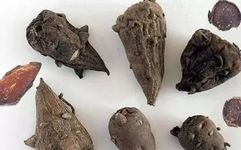 The Efficacy and Functions of Fu Zi: Reviving Yang, Supporting Fire, and Dispelling Cold