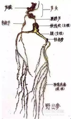 Daily Herb 31: Ginseng - How to Choose and Distinguish Wild Ginseng?