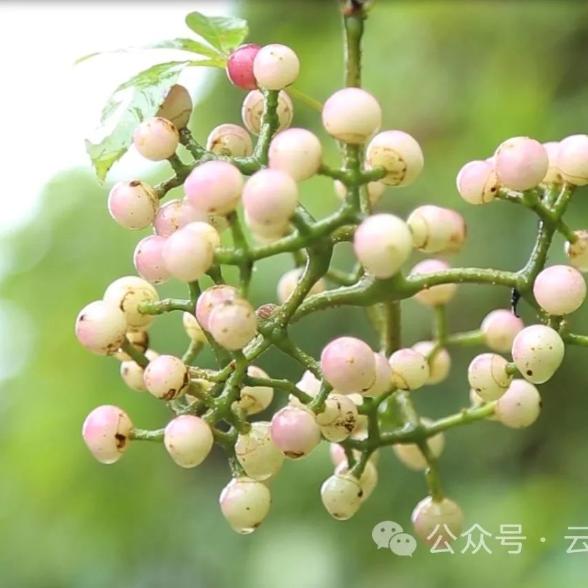 Yunnan Huanglian Mountain: Sowing Hope on Arbor Day