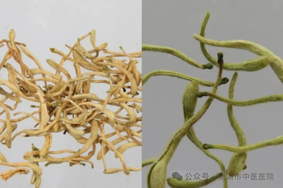 The Antibiotic Properties of Traditional Chinese Medicine: A Focus on Jin Yin Hua (Honeysuckle)